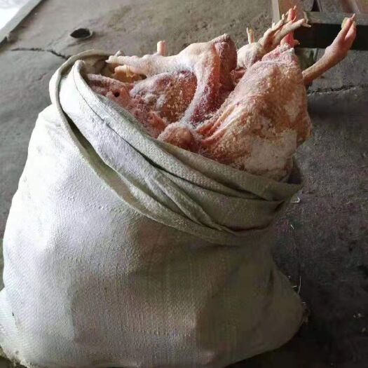 菏泽 残老母鸡公鸡肉鸡有货