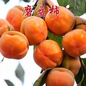 威海日本斤柿子树苗