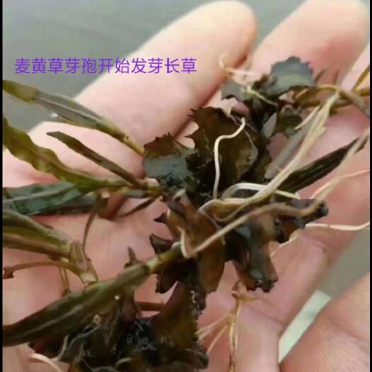 麦黄草生命力顽强，养殖水产决不可少了它