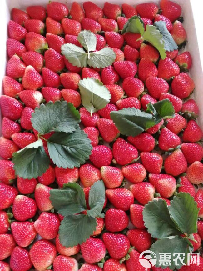 草莓