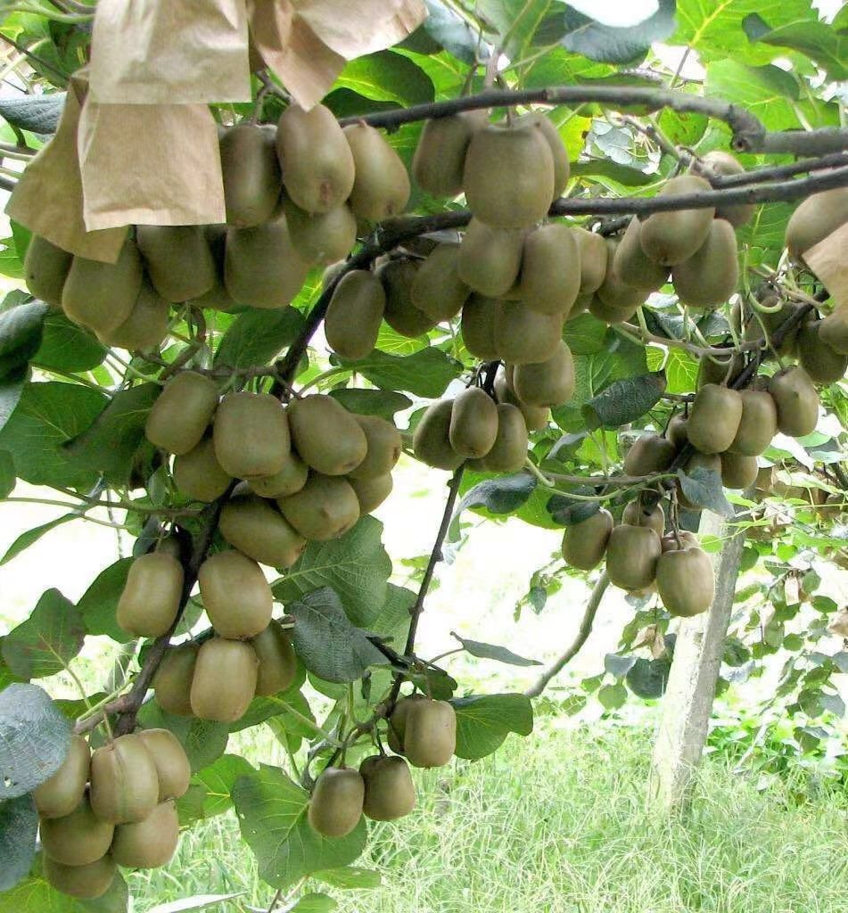 黄心猕猴桃苗 黄金猕猴桃，包成活，包结果，现挖现卖。