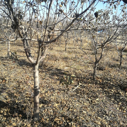 本溪寒富苹果树苗 出售寒富平果树，5年生