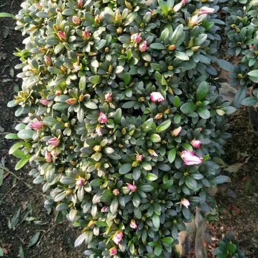 漳平市 比利时杜鹃，悬崖造型  花苞饱满枝叶茂盛，造型美观。
