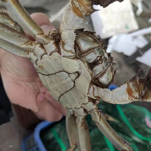 洪湖市 阳澄湖镇大闸蟹，红嘴、肥美、味甜、红膏，清水养殖，单只特挑