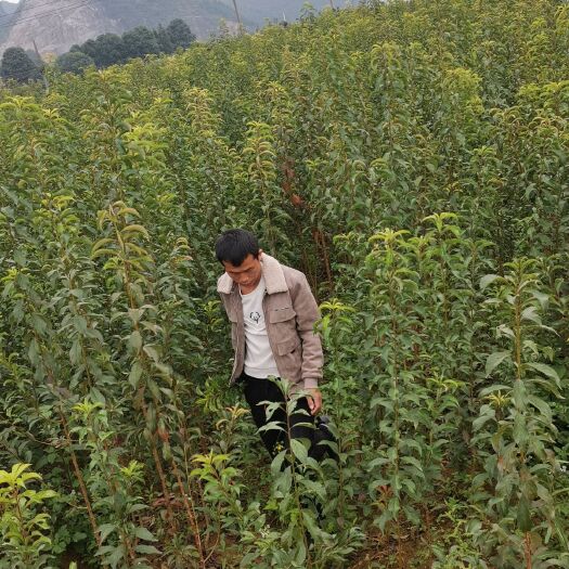 镇宁县蜂糖李树苗 来自蜂糖李母树村，有需要种植果树苗联系哦，