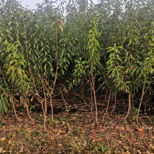 脆红李苗  脆红李子苗保证品种纯正，正宗四川脆红李子苗基地
