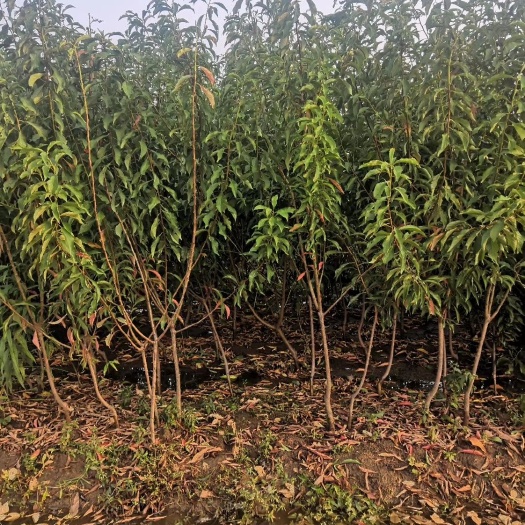 曲靖脆红李苗  脆红李子苗保证品种纯正，正宗四川脆红李子苗基地