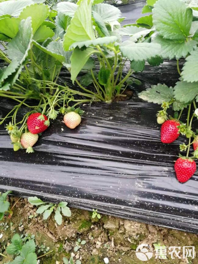  草莓