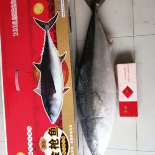 张家口冻金枪鱼