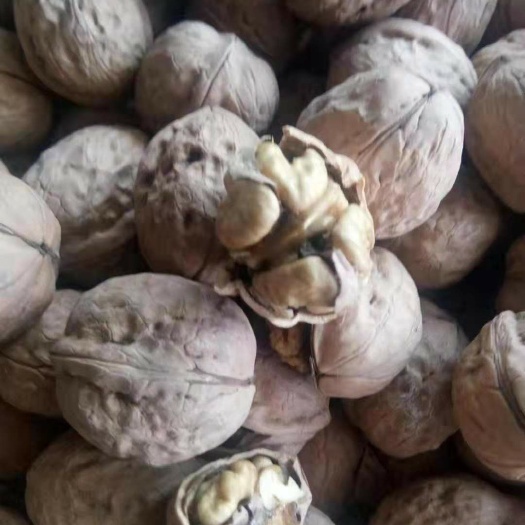 中牟县 2019新货新疆薄皮核桃质量好，大白仁，