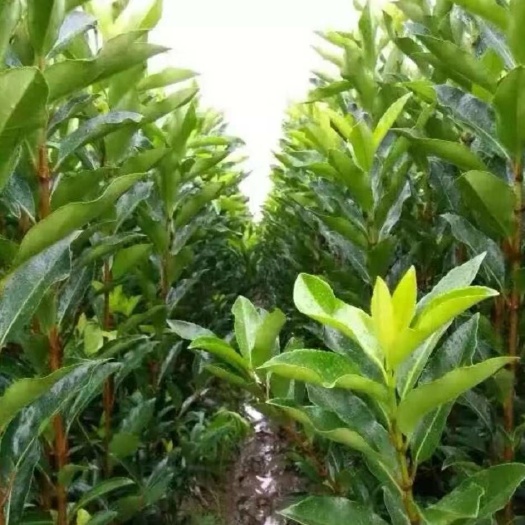 宁波宁波青珊瑚 宁波自家种的法青一手苗价，欢迎老板下单订购。规格齐全
