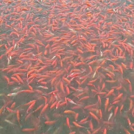 沭阳县 锦鲤
