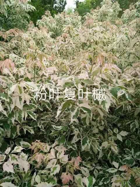 遵化市粉叶复叶槭 出售粉叶复叶戚