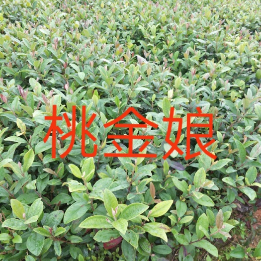 广州桃金娘苗  (桃金粮批发)桃金粮营养袋苗、桃金娘价格