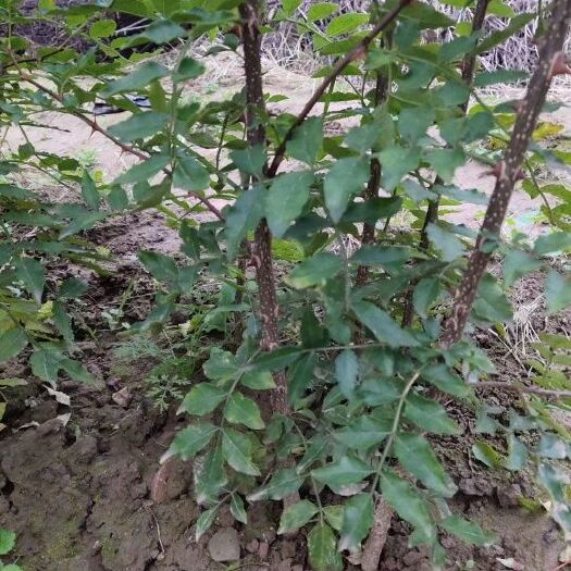 韩城市韩城大红袍花椒苗 韩城产地纯正高产大红袍苗子