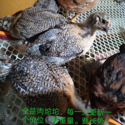 金沙县肉鸡苗 诚信第一