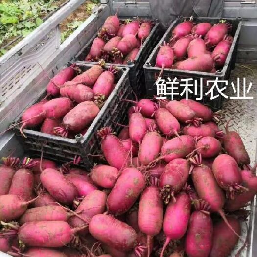 赤城县水果萝卜 凤梨罗卜