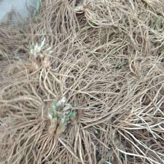 衡水可做水培黄韭根头茬，露地大棚，一年没割过韭菜根子养分不流失