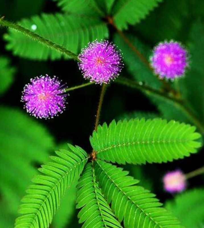含羞草种子 含羞草籽种   四季花草种子 易种易活