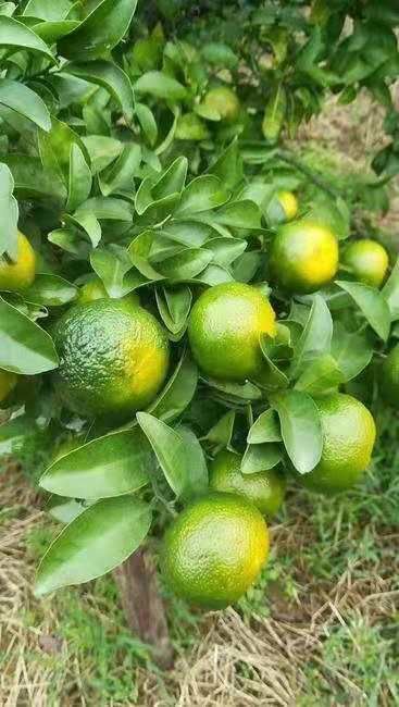 阳朔县兴津柑橘苗 清香柑橘苗  青皮蜜桔苗   特早蜜桔苗苗