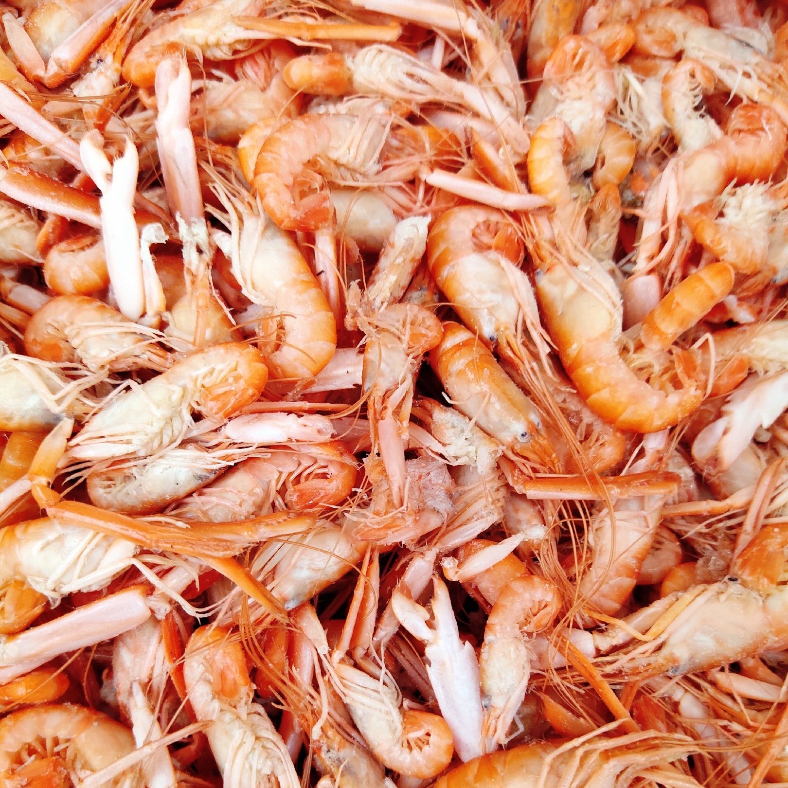 滨州海鳖虾 抓虾 狗虾红虾夹板虾大量出货中可做麻辣爆炒火锅食材