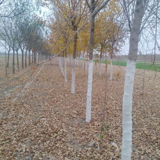 泊头市老式白蜡 出售各种规格苗木，价格公道，品质好。