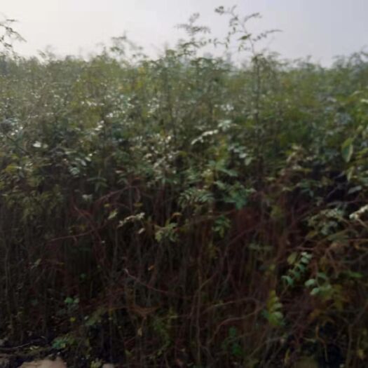 泰安大红袍花椒苗