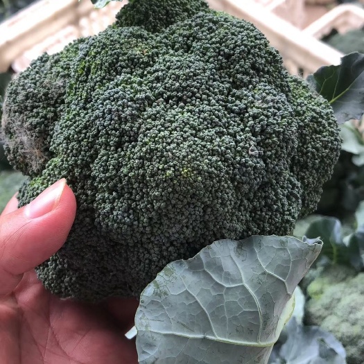 炎秀西兰花  西兰花王家铺子