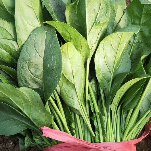 香河县圆叶菠菜 精品蔬菜，超低价格，五湖四海，你我共赢！