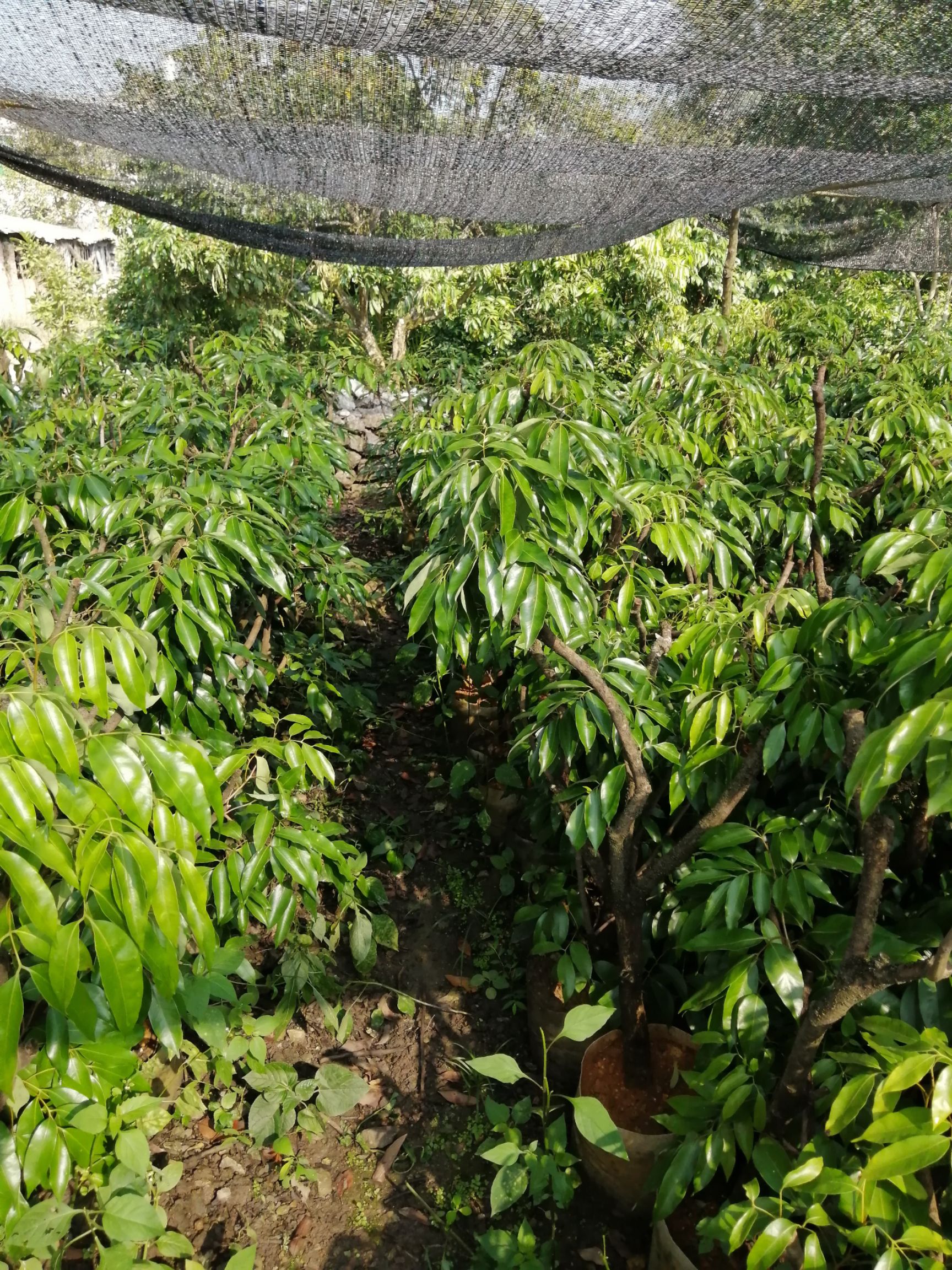 桂味荔枝苗  高压剥枝桂味大苗