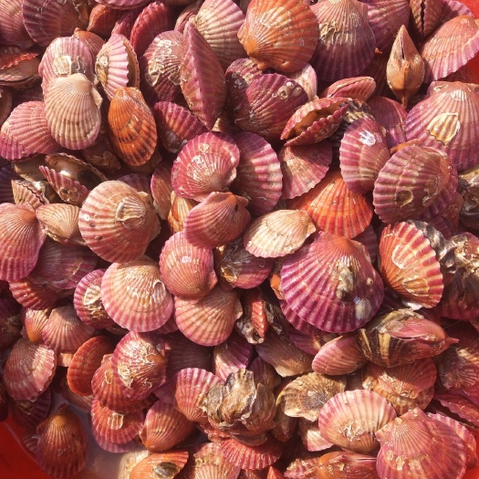 锦州 渤海湾扇贝，自己船出海打捞