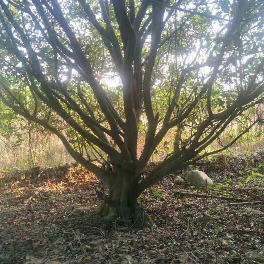 全州县全州县南丰蜜桔苗 南丰蜜橘树，各种苗木都可以，脆皮金桔树也有