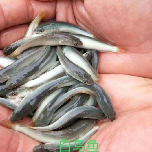 重庆市 黑鱼苗1.5元.1000尾起批，1元，5000尾起批
