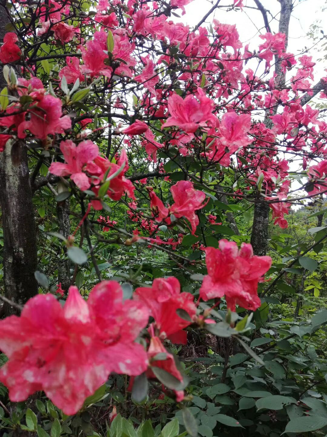  高山杜鹃，映山红