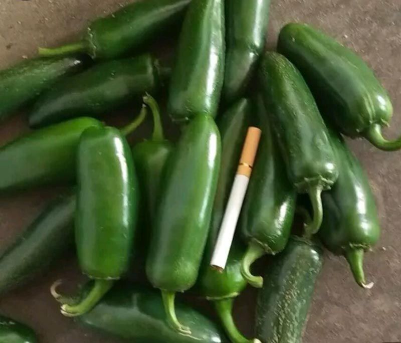 泡椒种子  同乐港椒辣椒种子