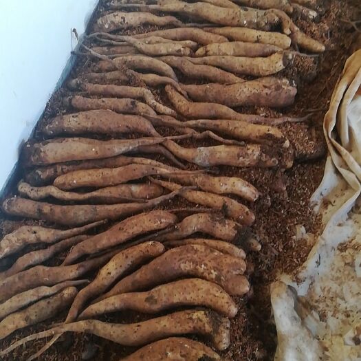 玉龙县 云南丽江山药，品种好，口感佳，货源充足，质量好，量多可优惠