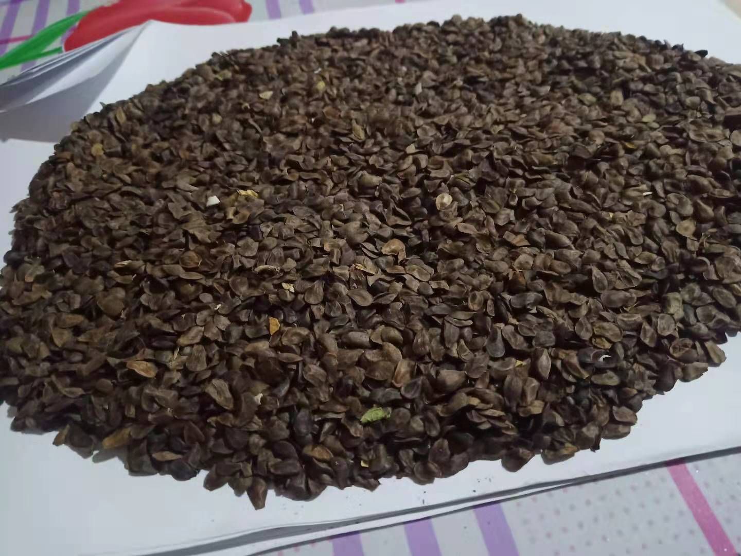 白薇种子 自己家种的直立白薇，种子饱满，成熟。