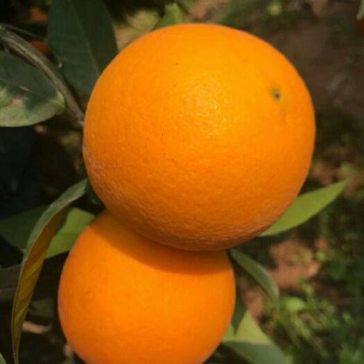 巴东县纽荷尔脐橙 橙味浓郁，入口鲜嫩化渣，
酸甜爽口果肉金黄。
皮薄细嫩，肉嫩