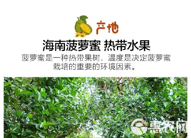 【助农促销】海南菠萝蜜果园直发一件代发非红肉电商社区团购