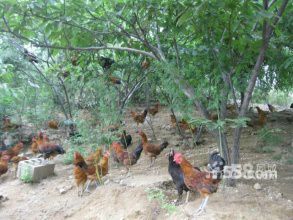 临清市 华北柴公鸡母鸡
