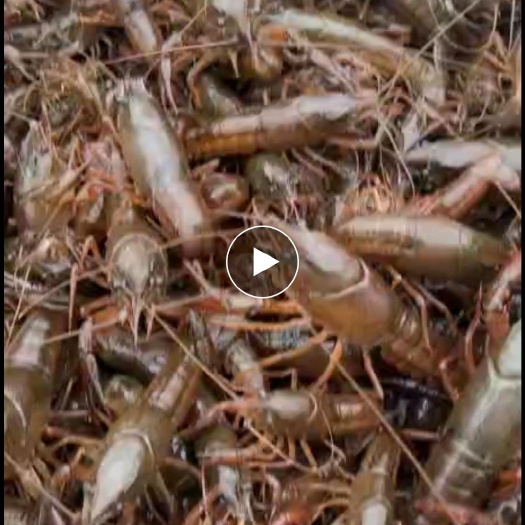监利市龙虾苗 湖北省荆州市监利县