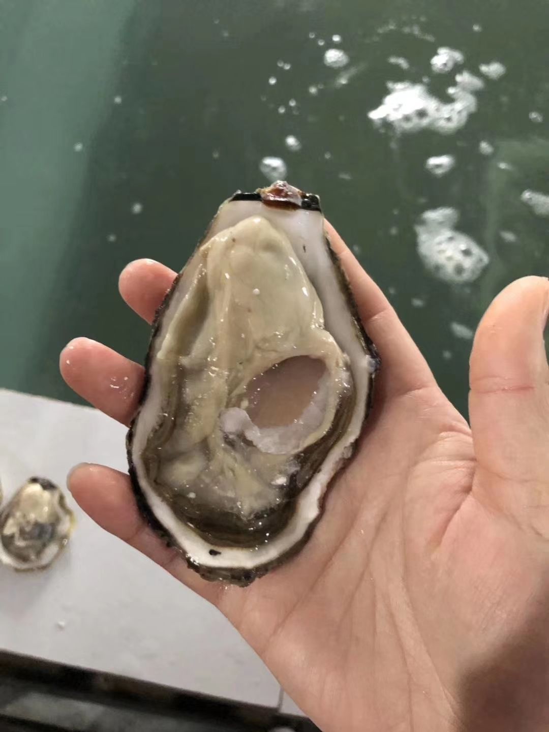  牡蛎生蚝