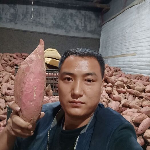 烟薯25 烟薯二十五常年出货