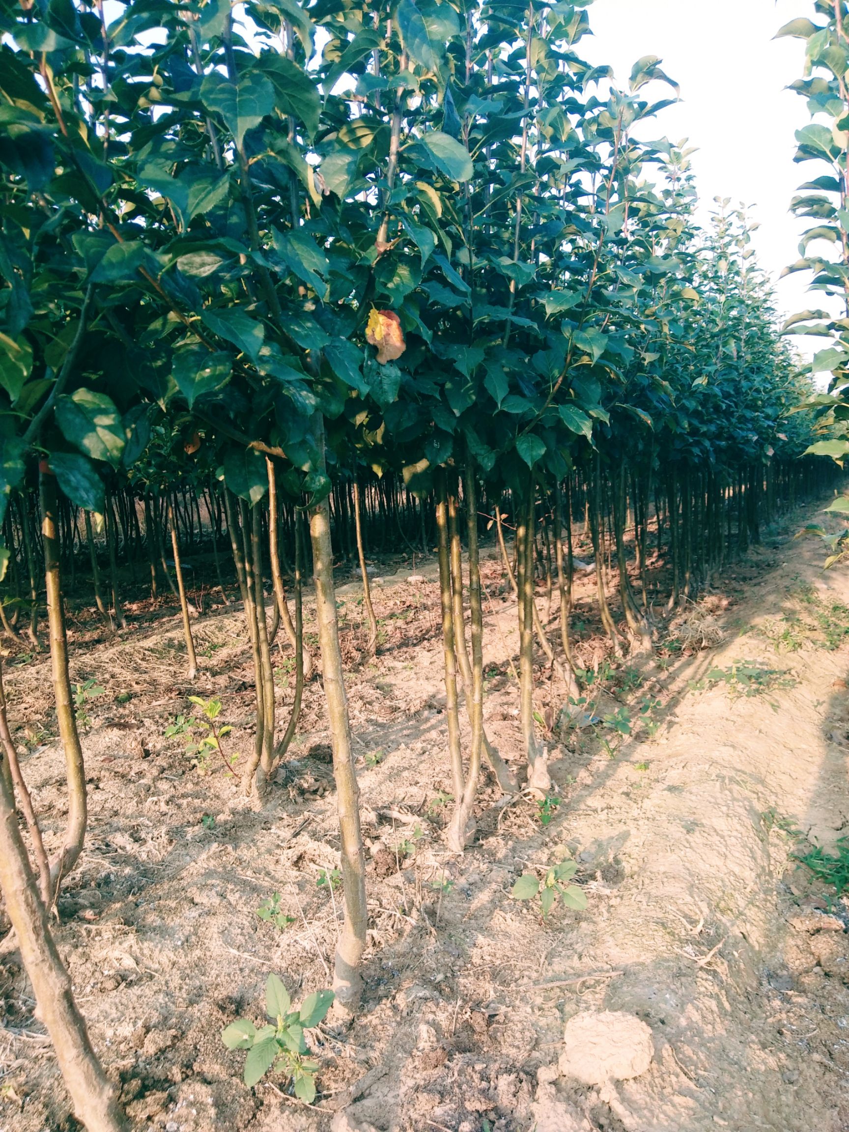 八棱海棠 1.5~2米 4~6公分 8~10公分 1~2米 裸根发货