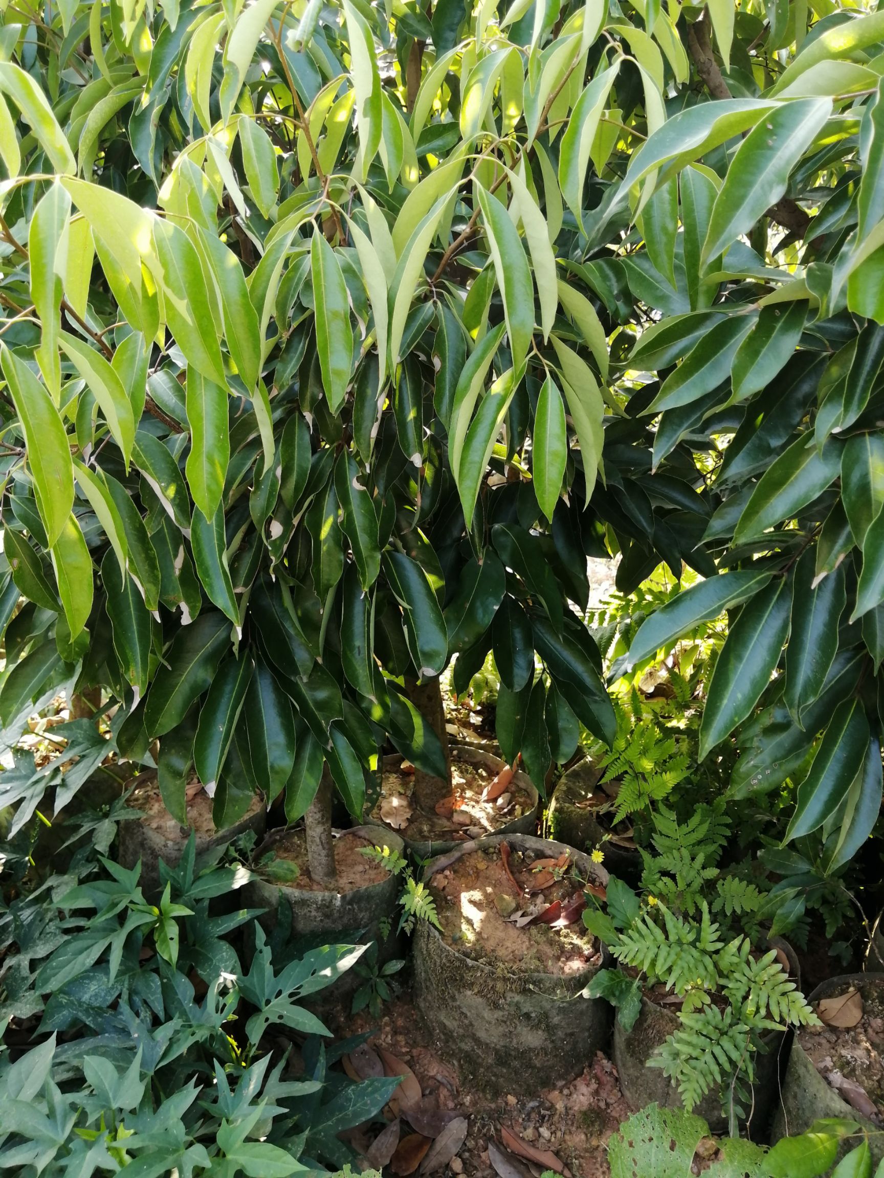 桂味荔枝苗  高压剥枝桂味大苗