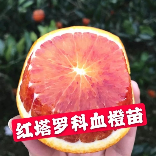 平邑县塔罗科血橙苗 红塔罗科血橙果苗 保证品种纯度品种齐全卡拉卡拉红肉脐橙苗