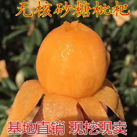 平邑县白沙枇杷苗 新品种无核砂糖枇杷苗，纯正四川新品种，当年结果盆栽地载都可，