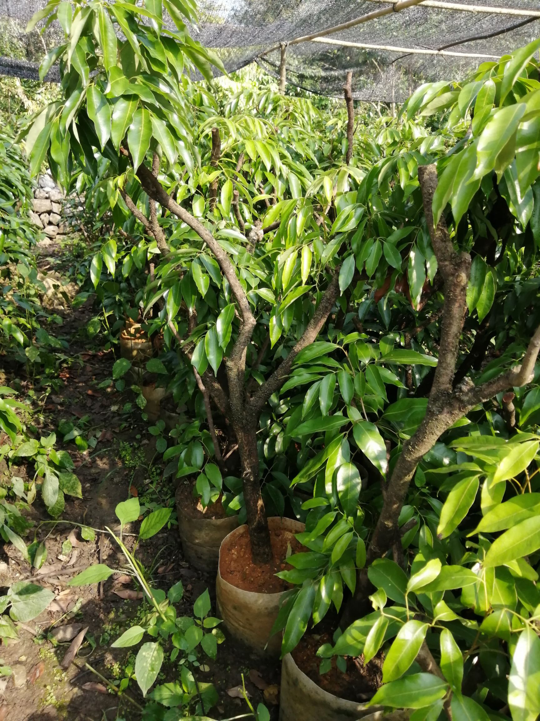 桂味荔枝苗  高压剥枝桂味大苗