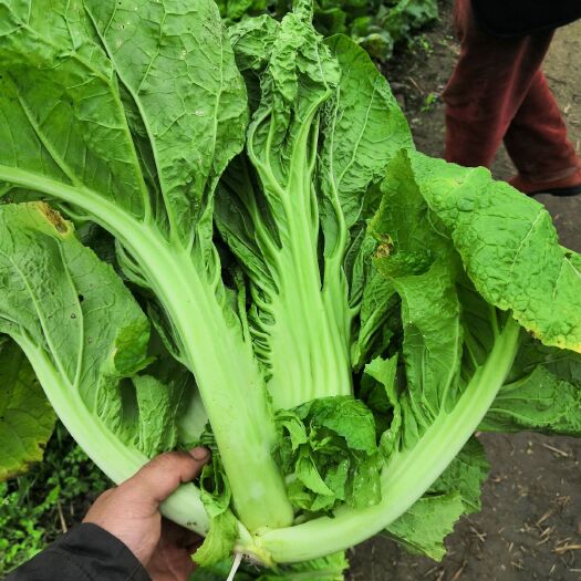 绵阳宽叶芥菜 泡青菜上市了，价格美丽，货量充足