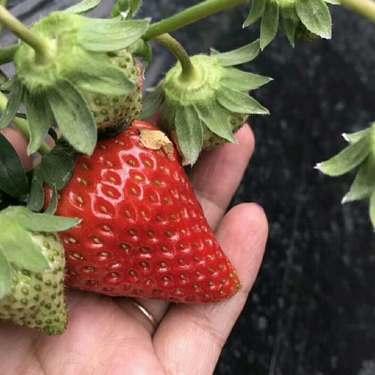 西昌市 大凉山生态冬季草莓